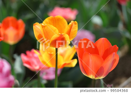 Colorful red, white and yellow Colorful red, white and yellow 99584368