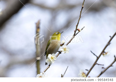 White-eye White-eye 99584548