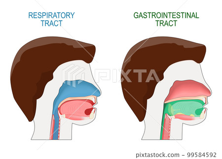 gastrointestinal tract and respiratory system. Cross section of a human head. 99584592