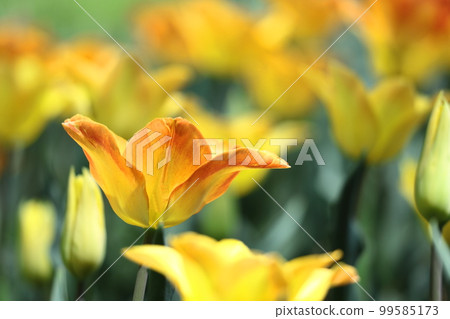 Colorful red, white and yellow 99585173