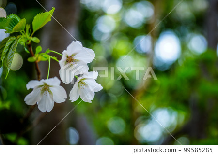 白色櫻花花瓣特寫背景球散景 2 99585285