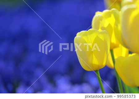 Colorful red, white and yellow 99585373