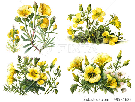 Evening primrose flower and oil watercolor style. Illustration. Evening primrose flower and oil watercolor style. Illustration. 99585622