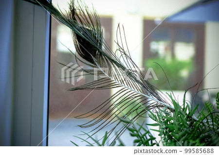Peacock feather on a window sill in artificial plants room decoration Peacock feather on a window sill in artificial plants room decoration 99585688