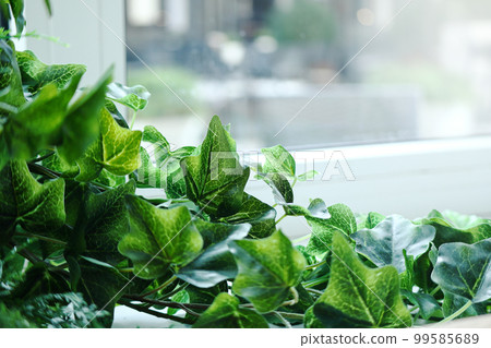 Artificial ivy vine for cafe interior decor on blurred window 99585689
