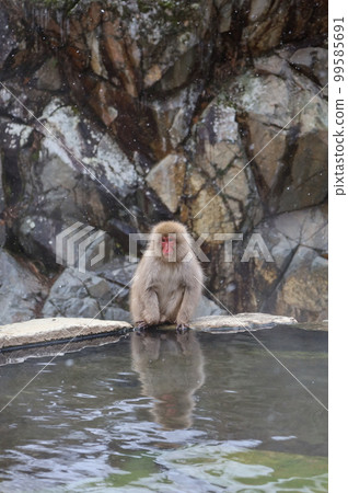 A wild Japanese macaque that came to bathe in a hot spring deep in the mountains A wild Japanese macaque that came to bathe in a hot spring deep in the mountains 99585691