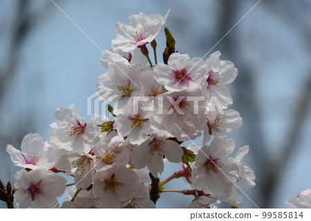 Yoshino cherry blossoms 99585814