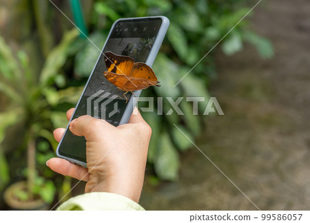 Hand holding mobile phone and take photo butterfly on against background of green leaves. 99586057