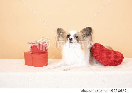 Beige background, sitting papillon, red heart and red box 99586274