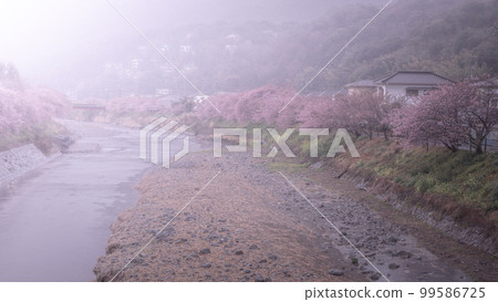 靜岡縣河津櫻花節 99586725