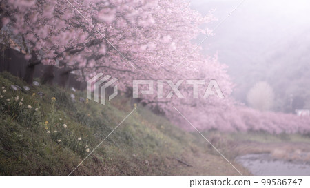 Shizuoka Prefecture Kawazu Cherry Blossom Festival Shizuoka Prefecture Kawazu Cherry Blossom Festival 99586747