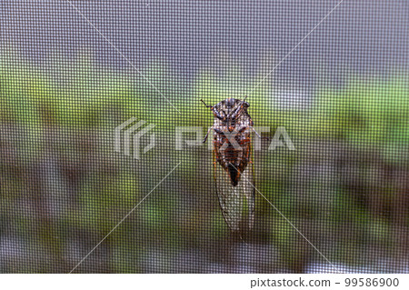 窗紗上的蟬 99586900