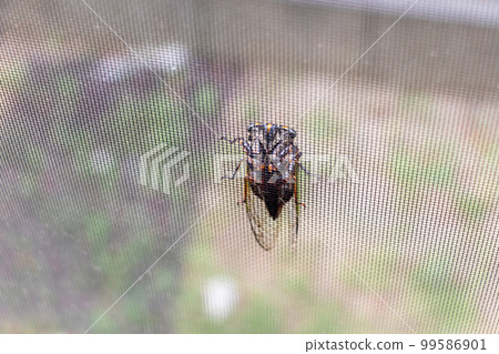 A cicada clinging to the window screen A cicada clinging to the window screen 99586901