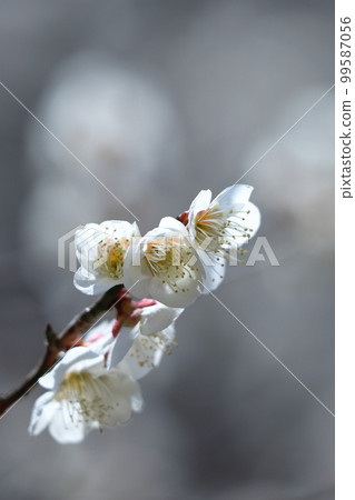 耐寒,綻放優雅 耐寒,綻放優雅 99587056