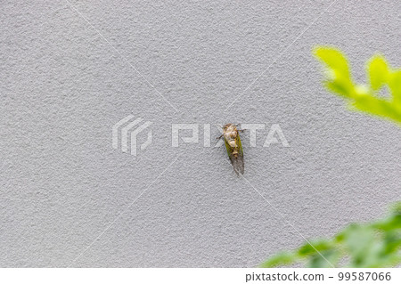 One cicada on the white outer wall of the building One cicada on the white outer wall of the building 99587066