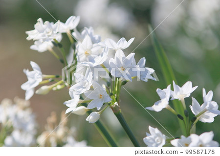 水仙紙白白水仙 99587178