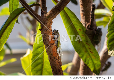 A cicada clinging to a thick branch A cicada clinging to a thick branch 99587213