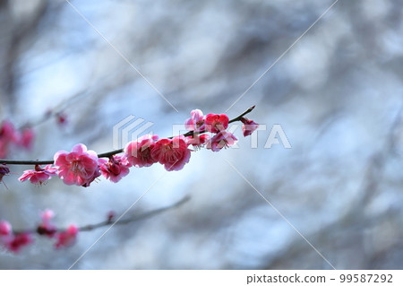 It bears the cold and blooms elegantly 99587292