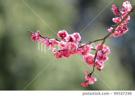 耐寒,綻放優雅 耐寒,綻放優雅 99587296