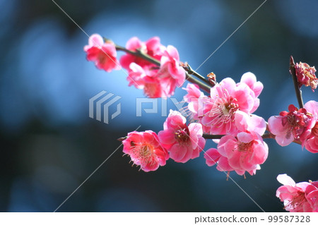 It bears the cold and blooms elegantly 99587328