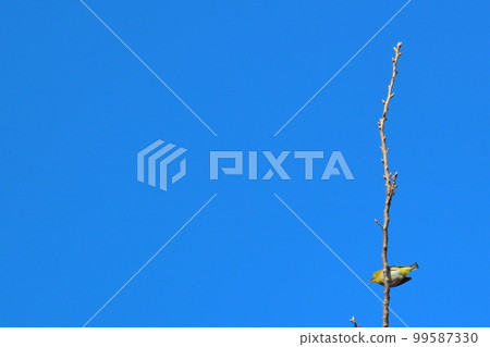 Winter trees and white-eye_clear sky 99587330