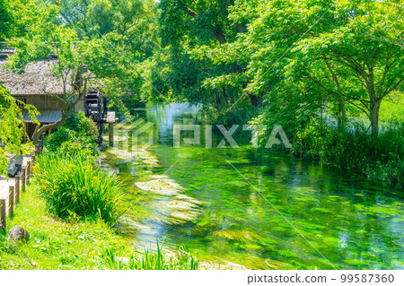 [初夏食材]新鮮的綠色大王芥末農場[長野縣] 99587360