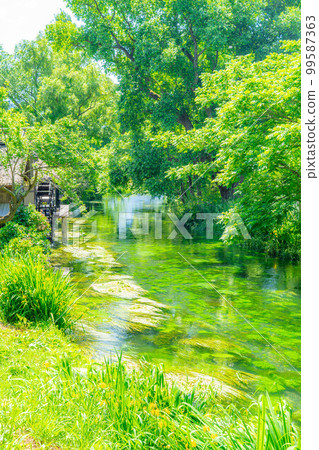 [Early Summer Ingredients] Fresh Green Daio Wasabi Farm [Nagano Prefecture] 99587363