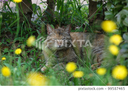 流浪貓 流浪貓 99587465