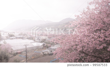靜岡縣河津櫻花祭櫻見原台 靜岡縣河津櫻花祭櫻見原台 99587533