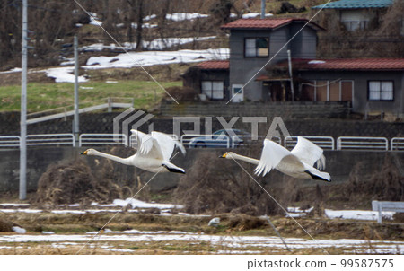 A flying swan A flying swan 99587575