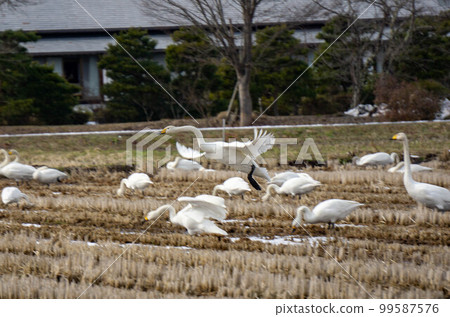 A flying swan A flying swan 99587576