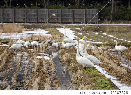 Swans gathering in the rice field Swans gathering in the rice field 99587578