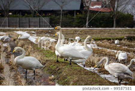 Swans gathering in the rice field Swans gathering in the rice field 99587581