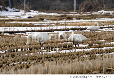 Swans gathering in the rice field Swans gathering in the rice field 99587582