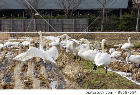 Swans gathering in the rice field Swans gathering in the rice field 99587584