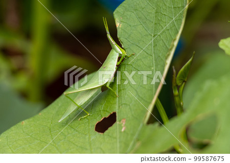 green grasshopper eating plant leaves 99587675