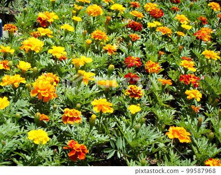 Marigold  99587968