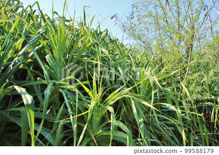 Okinawa wild aloe Okinawa wild aloe 99588179