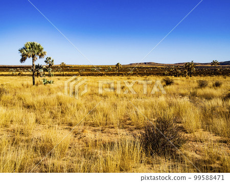 Stunning savannah of the highlands of Madagascar, along the scenic Route Nationale 7 (RN7), with palm trees and dry grass Stunning savannah of the highlands of Madagascar, along the scenic Route Nationale 7 (RN7), with palm trees and dry grass 99588471