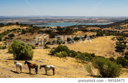 Stunning view of Alqueva lake with wild horses in the foreground, Monsaraz, Portugal  99588475