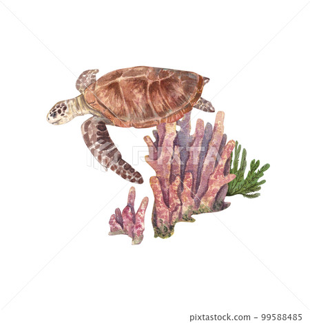 Sea turtle on a background of pink long corals, highlighted on a white background. Watercolor illustration of marine animals and plants. The drawing is suitable for postcards, websites, design. Sea turtle on a background of pink long corals, highlighted on a white background. Watercolor illustration of marine animals and plants. The drawing is suitable for postcards, websites, design. 99588485