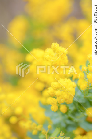 A photo of a mimosa, which is bright yellow and heralds the arrival of spring. 99588618