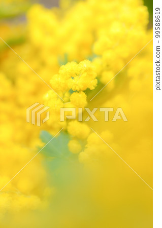 A photo of a mimosa, which is bright yellow and heralds the arrival of spring. A photo of a mimosa, which is bright yellow and heralds the arrival of spring. 99588619