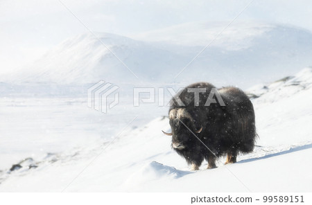 Musk Ox in the falling snow in winter 99589151