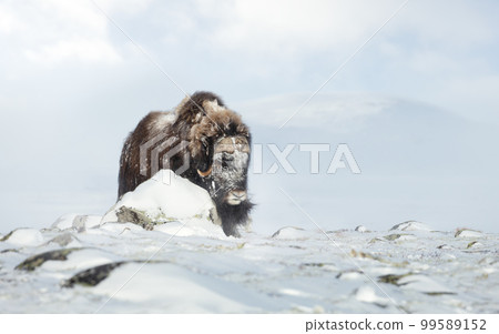 Musk Ox in Dovrefjell mountains in winter 99589152