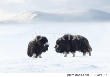 Musk Oxen juvenile in Dovrefjell mountains in winter Musk Oxen juvenile in Dovrefjell mountains in winter 99589154