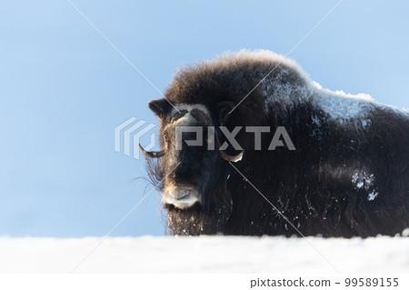 Musk Ox in Dovrefjell mountains in winter Musk Ox in Dovrefjell mountains in winter 99589155