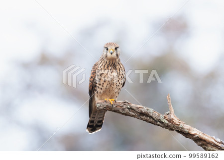 Common kestrel perched on a tree branch 99589162