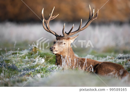 Red deer stag lying on the frosted grass in winter 99589165