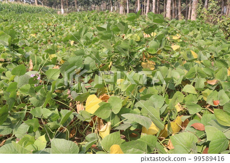 healthy and green colored edamame farm for harvest are cash crops 99589416